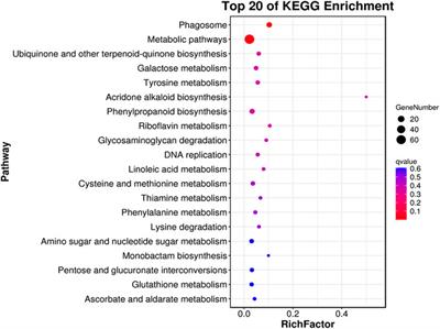 Metabolite profiling and transcriptome analyses provide insight into the regulatory network of graft incompatibility in litchi